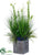 Willow Grass, Bells of Ireland, Lupinus - Green Purple - Pack of 1