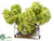 Curly Willow/Cone Hydrangea - Lime - Pack of 1