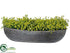 Silk Plants Direct Baby's Breath Flower - Green - Pack of 1