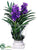 Vanda Orchid, Finger Succulent - Purple Lavender - Pack of 1