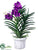 Vanda Orchid - Violet - Pack of 1