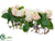 Rose, Berry - White Green - Pack of 1