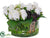 Rose, Fern - White Green - Pack of 1