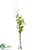 Rose, Thorn Vine - White Green - Pack of 1