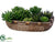 Echeveria, Agave - Green - Pack of 1