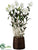 Star Cattleya Plant - Cream Green - Pack of 1