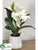 Cattleya Plant - White - Pack of 1