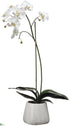 Silk Plants Direct Phalaenopsis Plant - White - Pack of 1