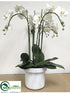 Silk Plants Direct Phalaenopsis Plant - White - Pack of 1