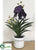 Vanda Orchid Plant - Purple - Pack of 1
