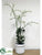 Rananterea Plant - White - Pack of 1