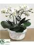 Silk Plants Direct Phalaenopsis Plant - White - Pack of 1