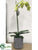Phalaenopsis Plant - Green - Pack of 1