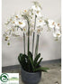 Silk Plants Direct Phalaenopsis Plant - White - Pack of 1