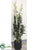 Dendrobium Plant - Green - Pack of 1