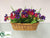 Anemone, Pansy Bush - Mixed - Pack of 1