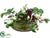 Apple Blossom, Crocus, Willow - Purple White - Pack of 1