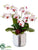 Bird's Nest Leaf, Phalaenopsis - White Orchid - Pack of 1