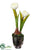 Tulip - White - Pack of 1