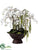 Phalaenopsis Orchid - White Green - Pack of 1