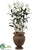 Cattleya Orchid - Cream Green - Pack of 1