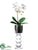Phalaenopsis Plant - White - Pack of 1