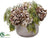 Hydrangea, Acacia Arrangement - Brown Topez - Pack of 1