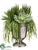 Echeveria, Hanging Cactus, Senecio - Green - Pack of 1