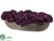 Sedums - Eggplant - Pack of 1