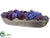 Sedum, Queen Anne Lace, Cornflower - Eggplant Purple - Pack of 1