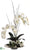 Phalaenopsis Orchid, Shell, Succulent - Cream Green - Pack of 1
