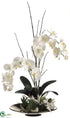 Silk Plants Direct Phalaenopsis Orchid, Shell, Succulent - Cream Green - Pack of 1