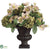Helleborus, Hydrangea - Green Rose - Pack of 1