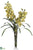 Cymbidium Orchid - Green Burgundy - Pack of 1