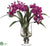 Phalaenopsis Orchid - Violet - Pack of 1