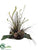 Canna, Staghorn, Grass - Burgundy Green - Pack of 1