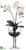 Phalaenopsis Orchid - White Yellow - Pack of 1