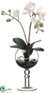 Silk Plants Direct Phalaenopsis Orchid - White Yellow - Pack of 1