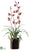 Dendrobium Orchid - Brick - Pack of 1