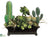 Cactus, Succulent, Echeveria - Green Burgundy - Pack of 1