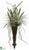Sansevieria, Agave, Succulent - Green Two Tone - Pack of 1
