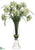 Agapanthus - Cream Green - Pack of 1