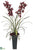 Cymbidium Orchid, Aeonium - Burgundy - Pack of 1