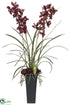 Silk Plants Direct Cymbidium Orchid, Aeonium - Burgundy - Pack of 1
