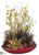 Succulents, Grass, Oncidium Orchid - Burgundy Green - Pack of 1