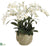 Phalaenopsis Orchid - White - Pack of 1