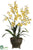 Oncidium Orchid - Yellow - Pack of 1