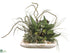 Silk Plants Direct Succulents - Green Coffee - Pack of 1