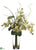 Vanda Orchid, Water Lily Leaf - Green Burgundy - Pack of 1