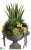 Sansevieria, Succulents, Cymbidium Orchid - Green Burgundy - Pack of 1